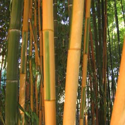 Bambou Phyllostachys b. Castillonis